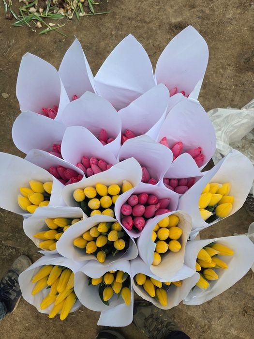 Тюльпаны оптом в Ташкенте