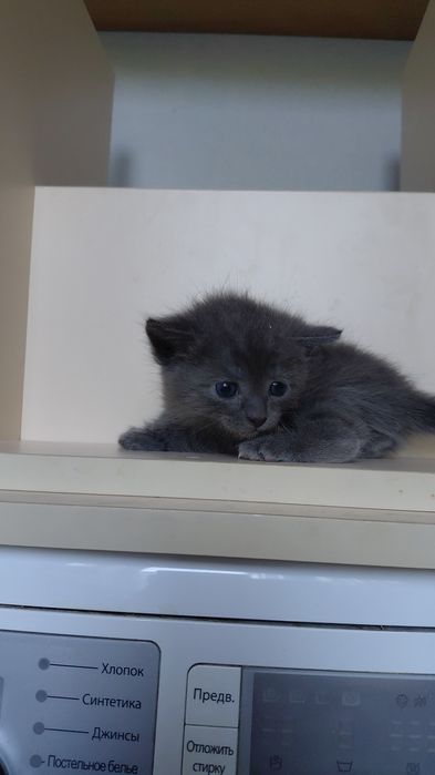 Отдам котят в хорошие руки