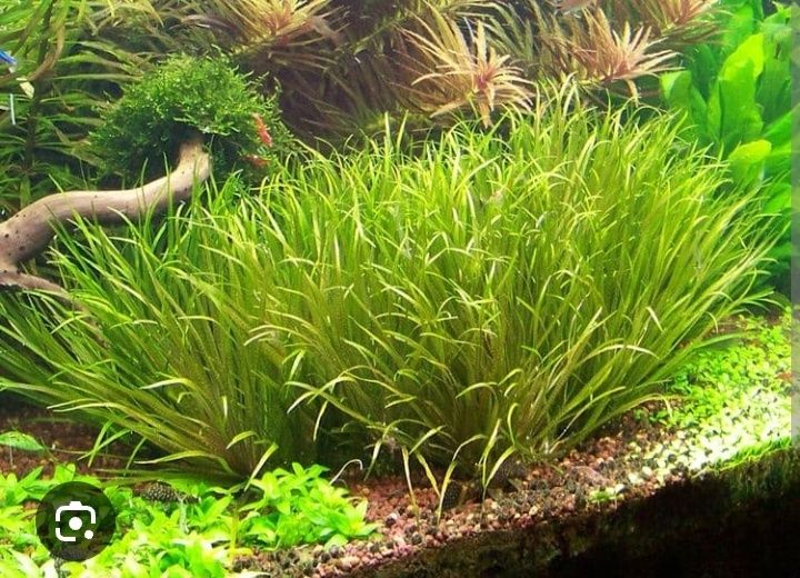 Продам аквариумные растения