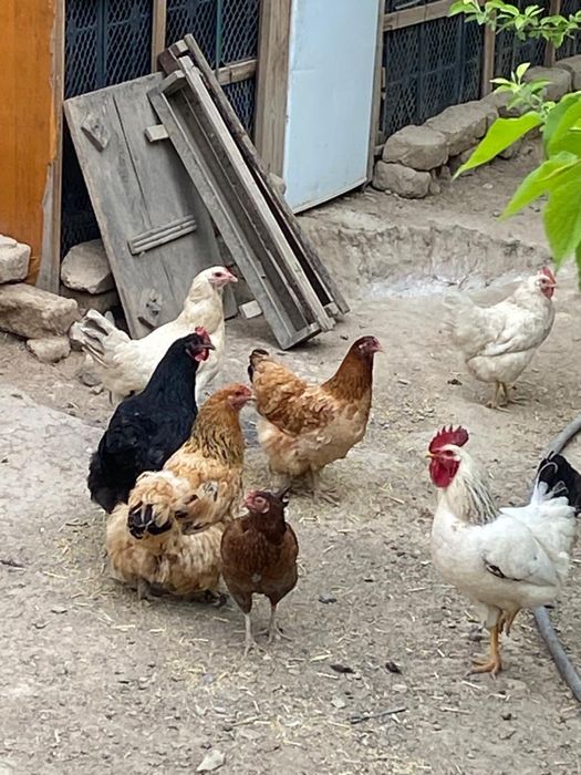 Тауықтар сатылады