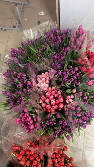 Тюльпаны свежие оптом