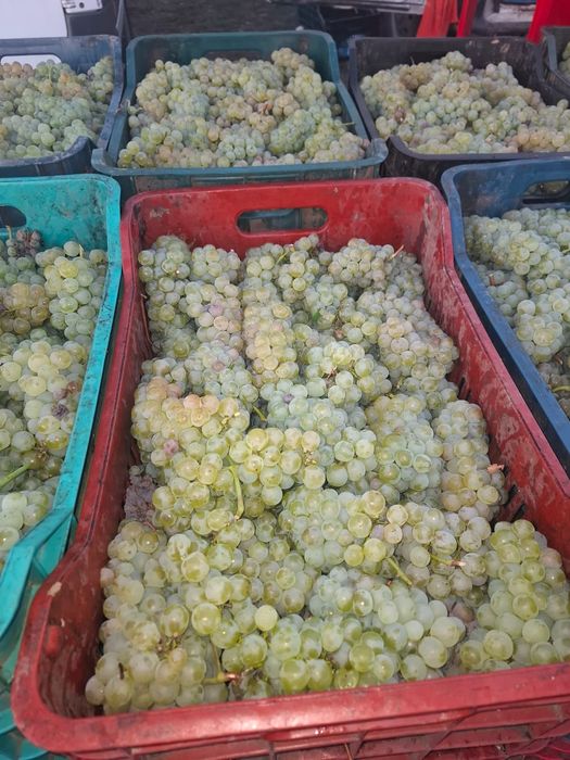 Struguri de vin ,soiuri bune