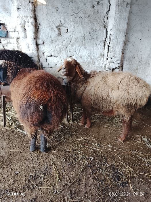 Кўй сотилади бугўз