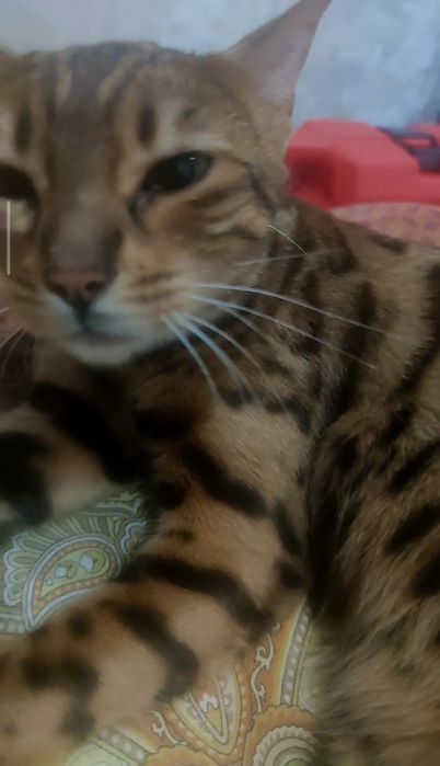 Продам Кошку Бенгал