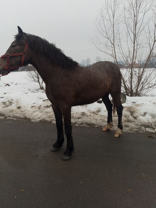 Vând Mânz de 10 luni