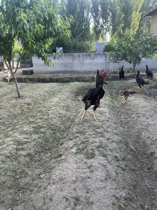 Dakang xuroz sotiladi