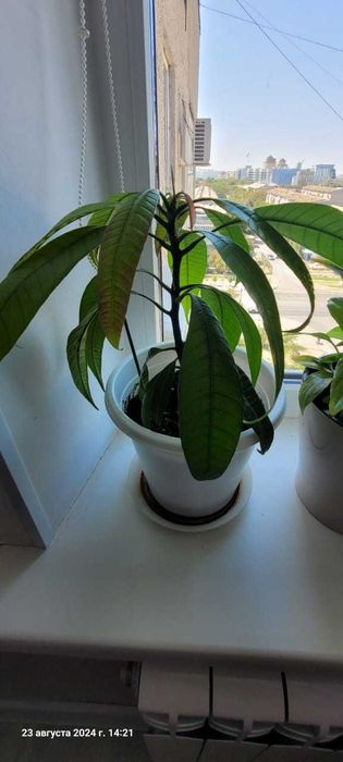 Цветы комнатные в горшках