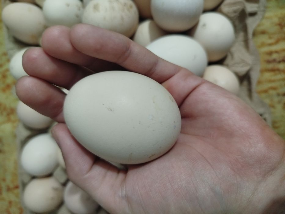 Продам инкубационное яйцо кур