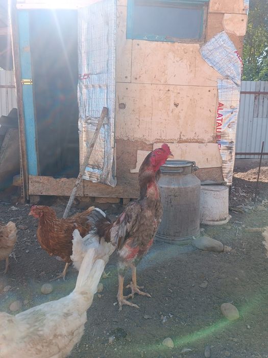 Продам срочно дакана
