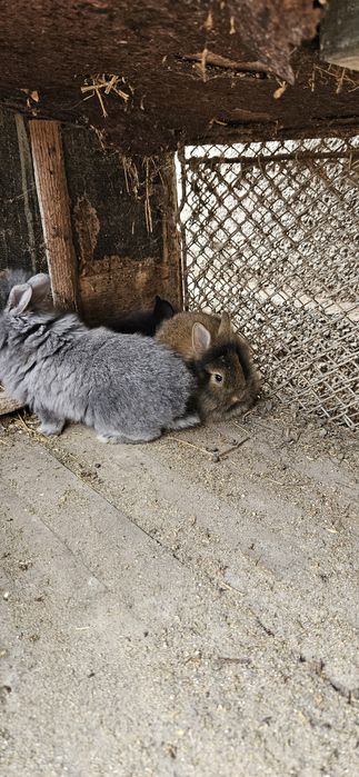 Iepurași cap de leu