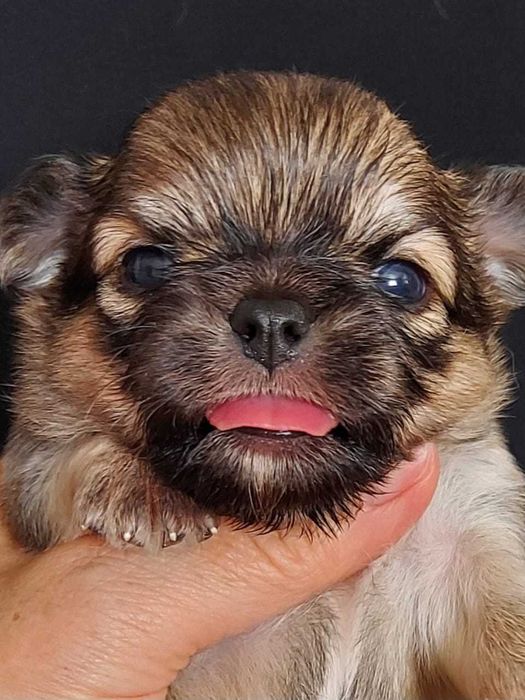 Продаю щенков чихуахуа