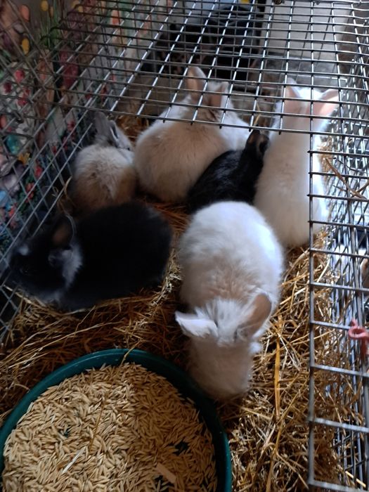 Iepurasi cap de leu pitic diferite culori