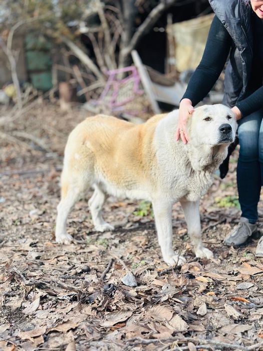 Алабай девочка. Ищет семью.