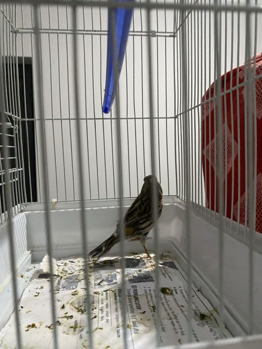 Канарейка мода  самка