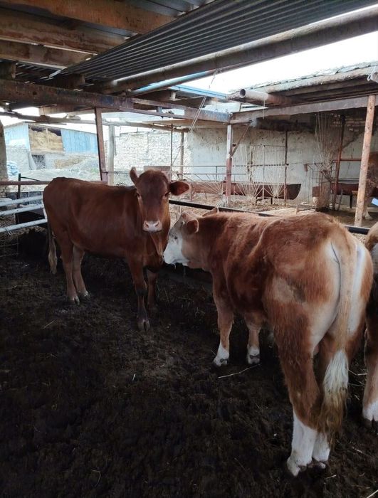 Сфатили симетал букача ва кочма эстон гунажин сотилади.