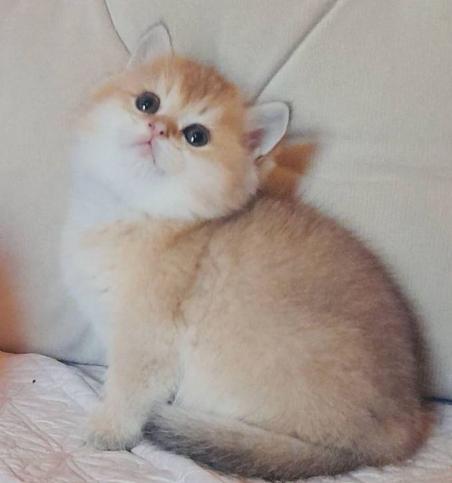 Продается чистокровный британец , золотая шиншилла