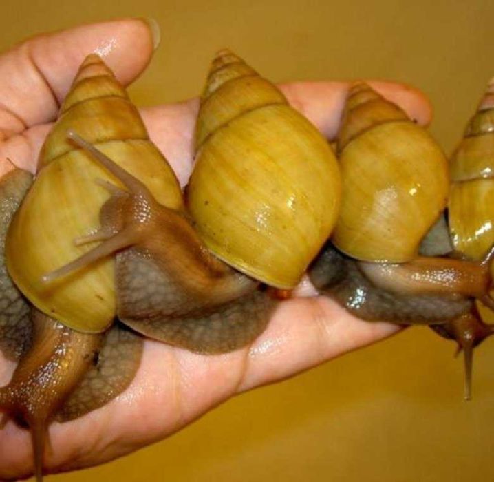 Улики для косметологии