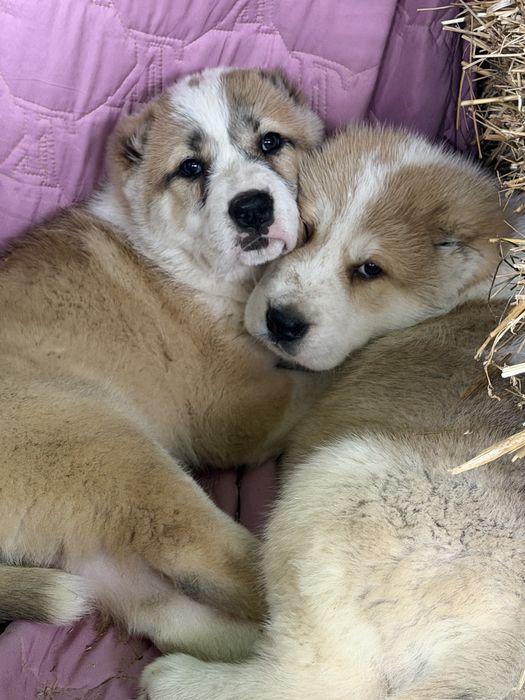 Щенки алабайчики