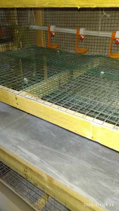 BROYLER JO'JA boqish uchun Kletka