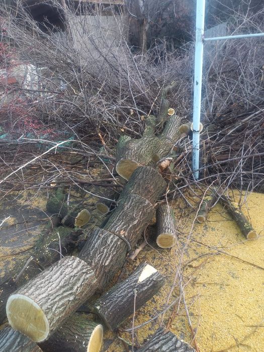 Пинки деревя тутовник