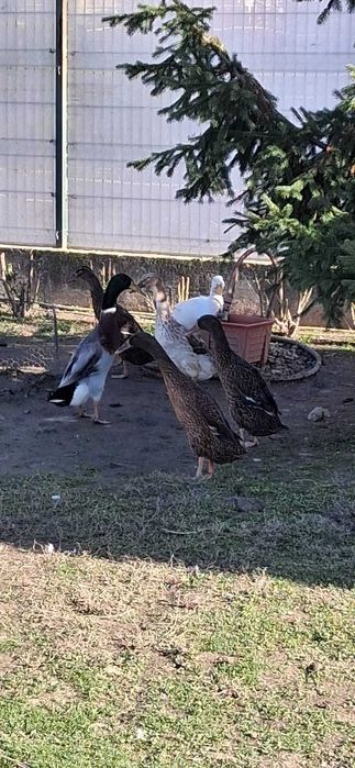 Rațe indiene tinere