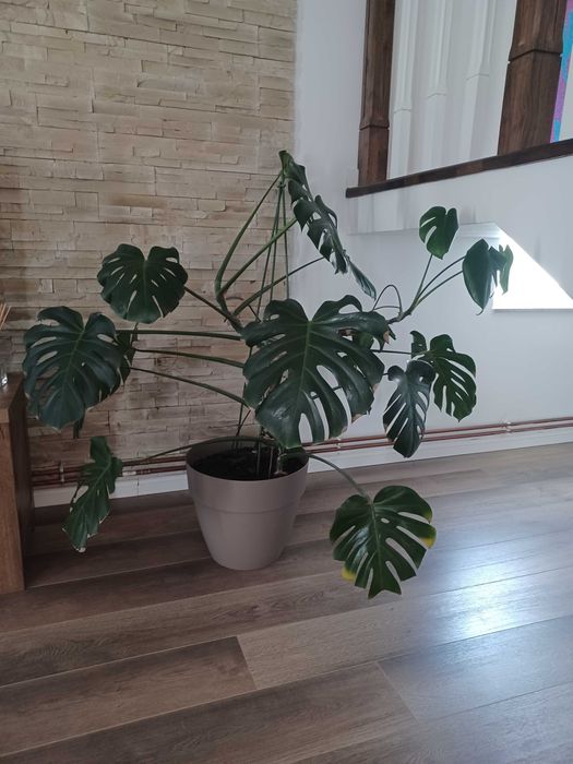 Vand planta de interior Monstera Deliciosa