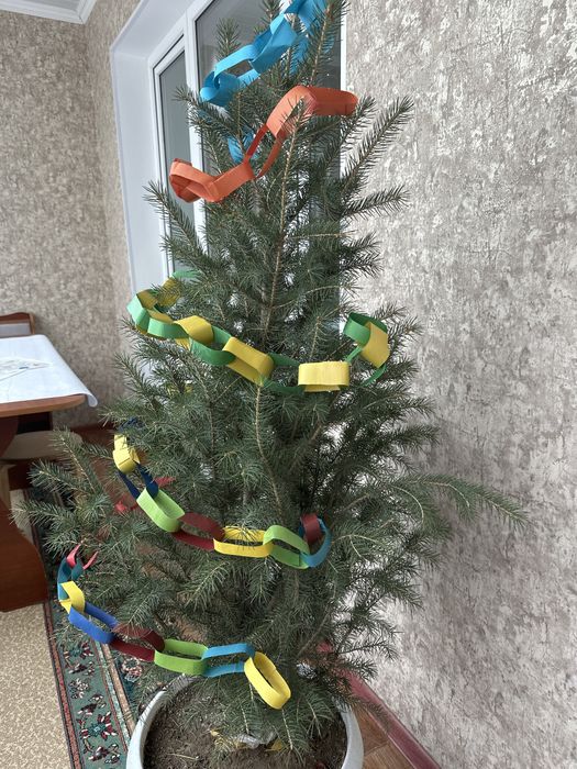 Продается пышная ель