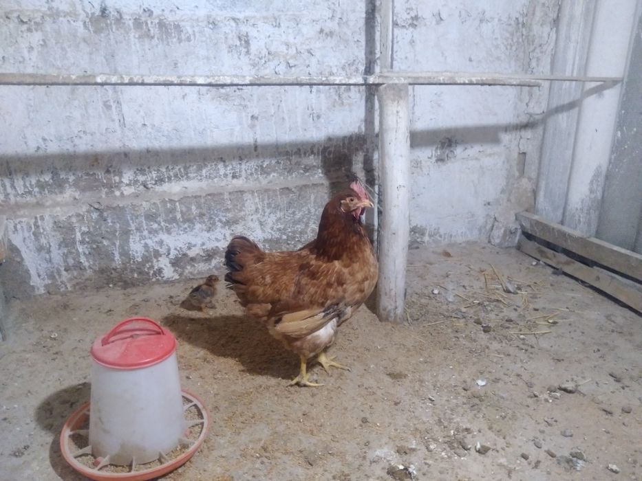 Тауык сатыладыыыы