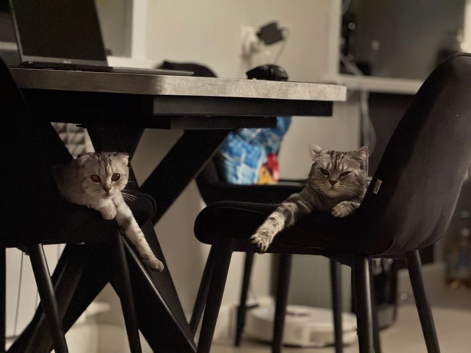 Дарю кошку и сына