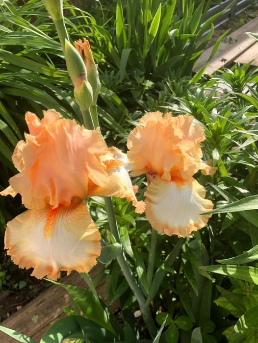 Красивые цветы для вашего сада