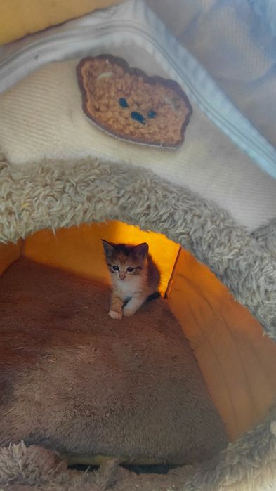 Отдам котят в хорошие руки