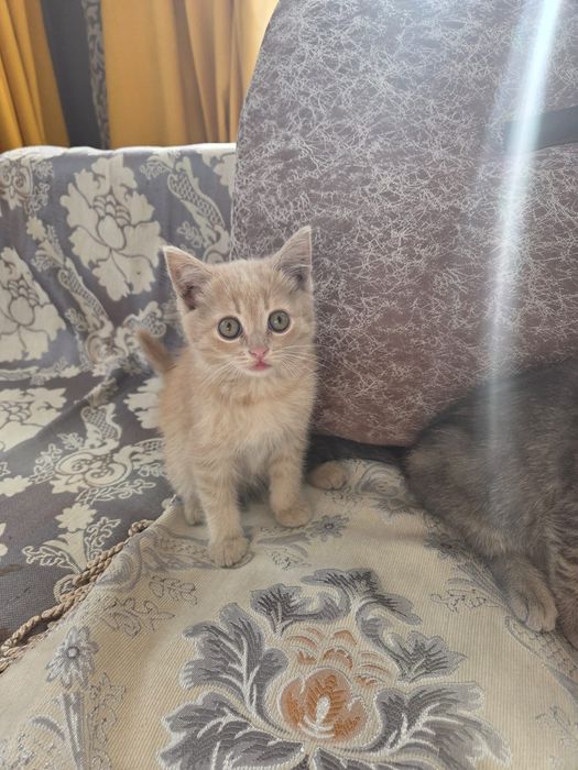 Отдам котят в самые добрые руки