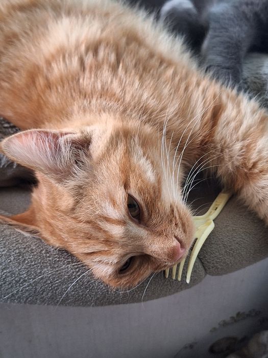 Отдам в хорошие руки