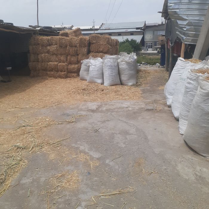 3 xil samon bor qamishni ham 3 xilli bor