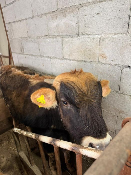 Продам 5 Бычков, 2 телки