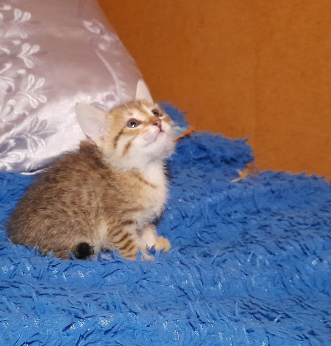 Котенок мальчик в добрые руки