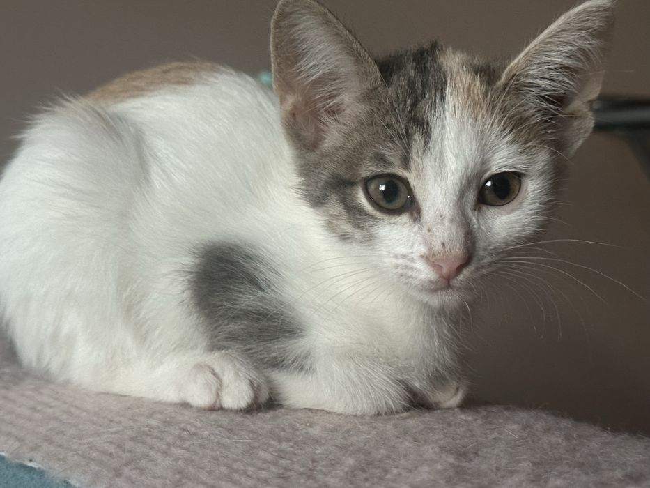 Котята ищет дом