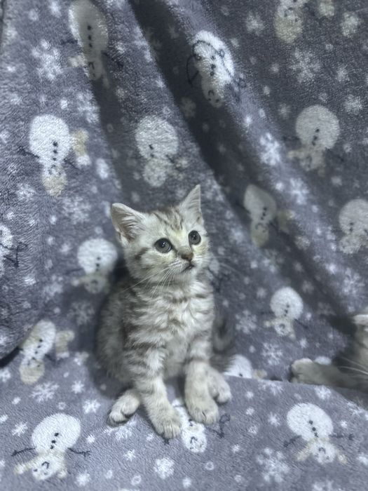 Продам породистых котят