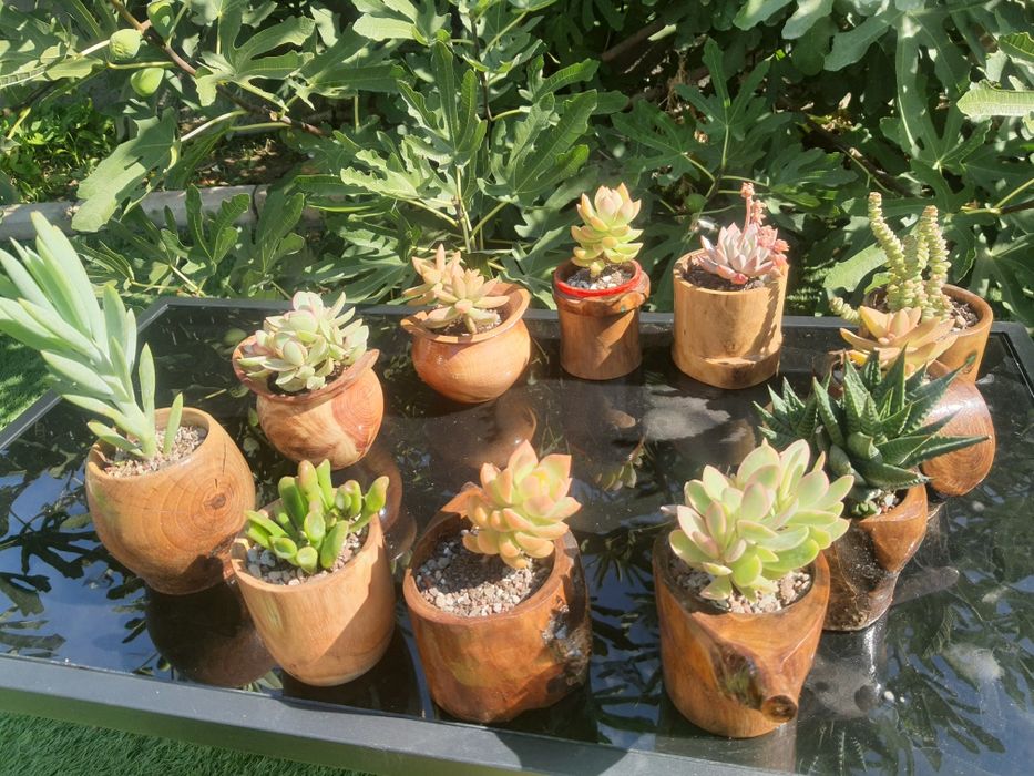 Marturii nunta si ghivece handmade cu plante suculente