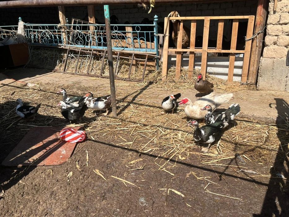 Срочно сатилады индаутка