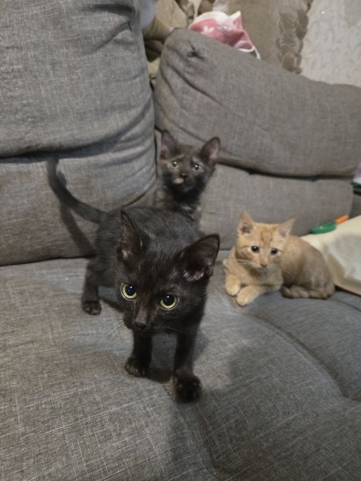 Котята от домашней кошки в добрые руки