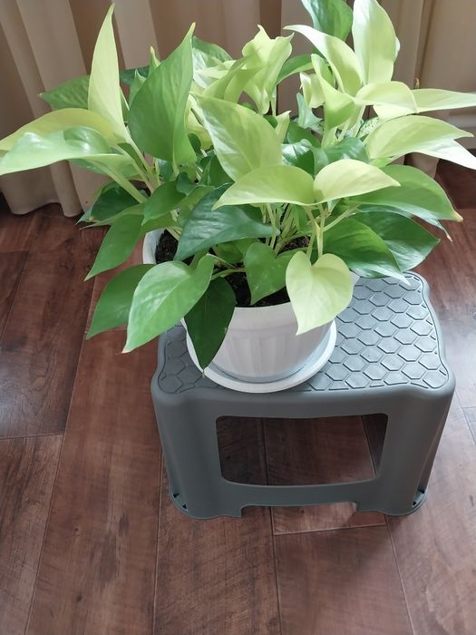 Сциндапсус неон в новом горшке