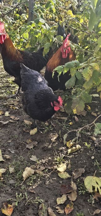 Cocoș Marans negru arămiu