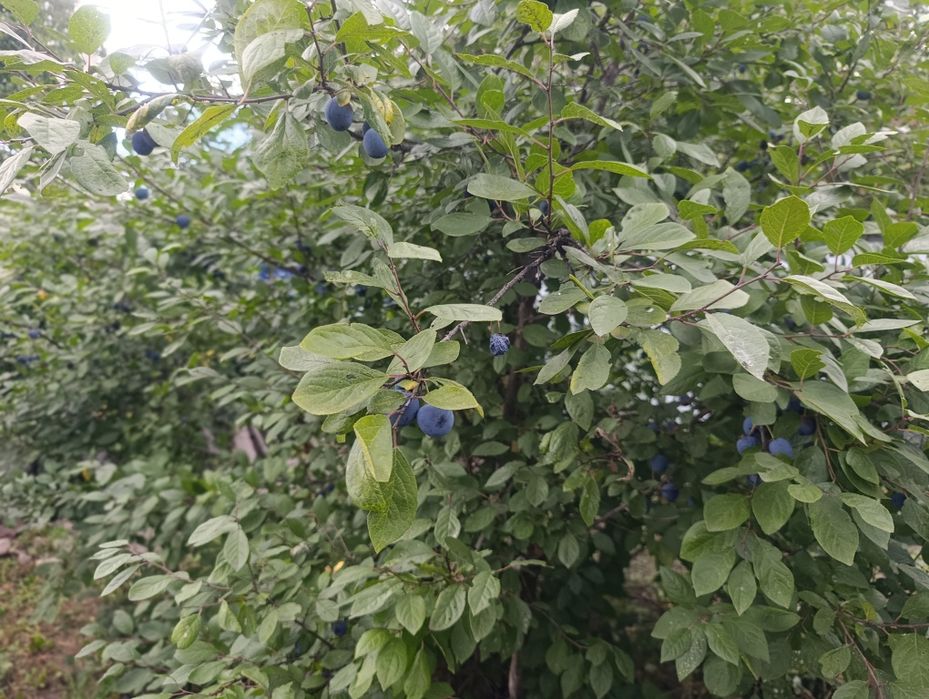 Продам дачу в СО "Горизонт" (г.Петропавловск)