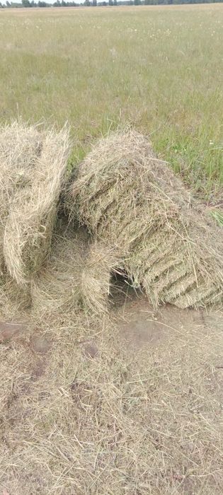 Продам сено, свежее лесное