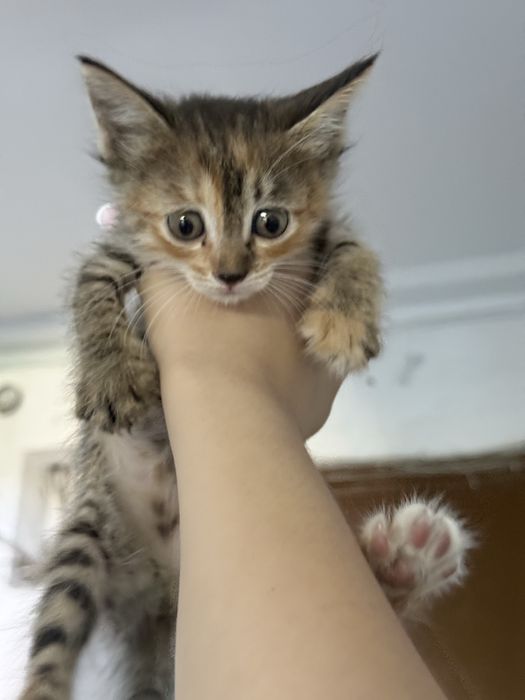 Отдам котенка в добрые руки *срочно*