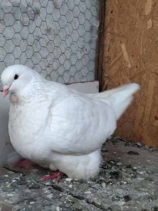 Pereche mondaini albi