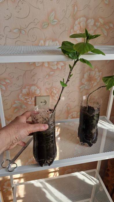 Продам  гибискус