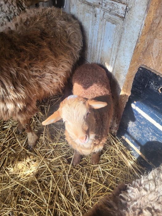 Кой козысмен сатылады