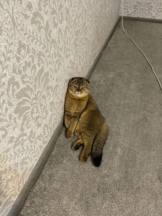 Qora yigitlar yosh jojani sikish